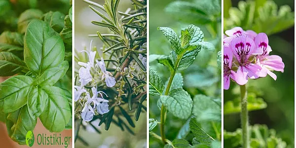 Εντομοαπωθητικά Βότανα